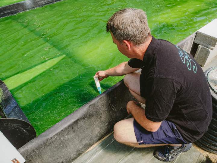 Producteur de spiruline - Soudan