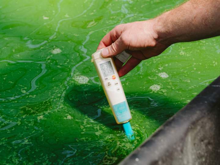 Producteur de spiruline - Soudan