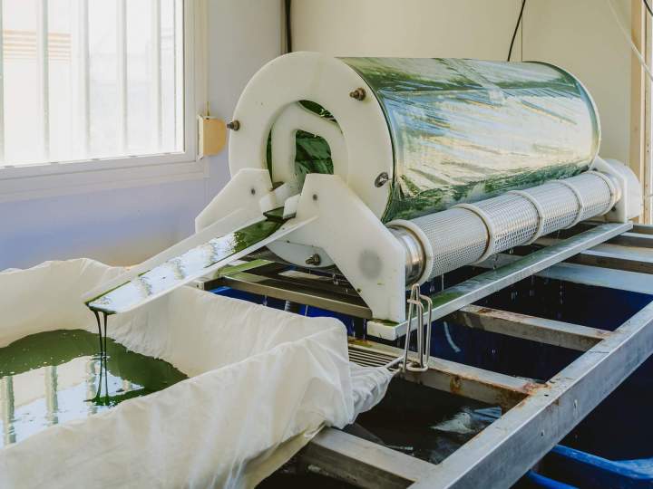 Producteur de spiruline - Soudan