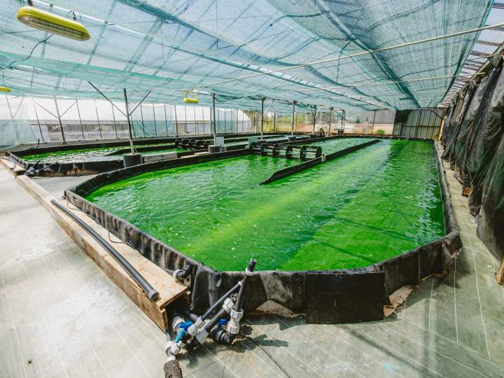 Producteur de spiruline - Soudan