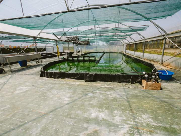 Producteur de spiruline - Soudan