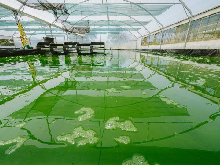 Producteur de spiruline - Soudan