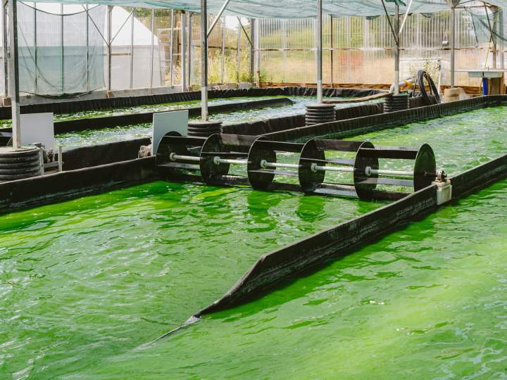 Producteur de spiruline - Soudan